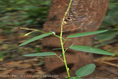 Codariocalyx motorius